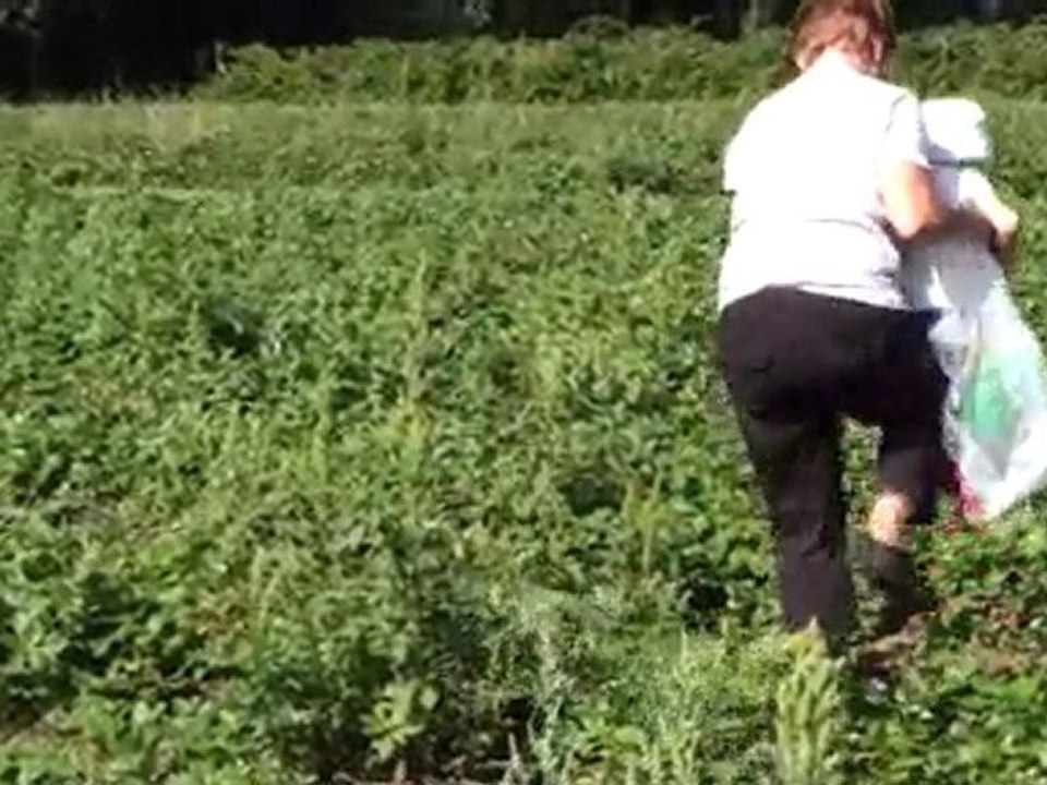 Petite Louise cueille des fraises 1