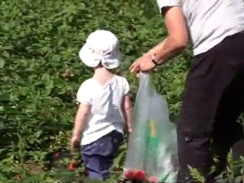 Petite Louise cueille des fraises 2