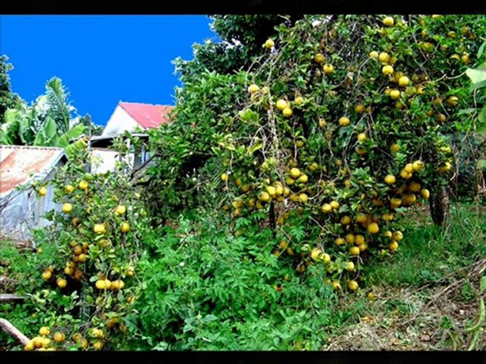 CANASUC SEGGAE TI FI LA