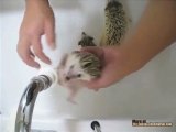 Bath Time For Hedgehogs