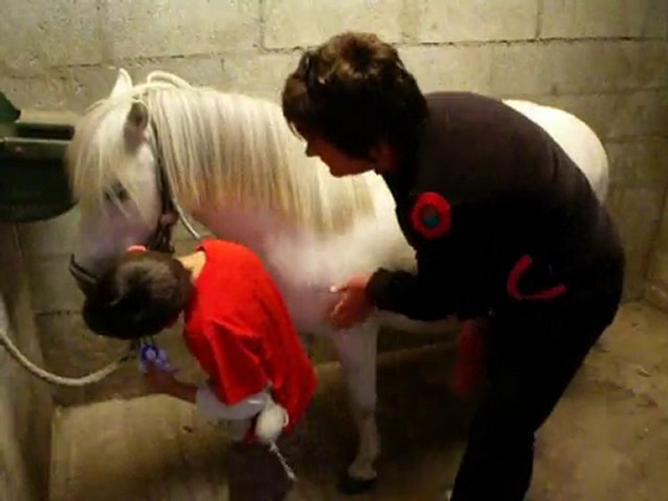 seance chevaux 7 aout