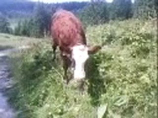 plateau des glières été 2O10