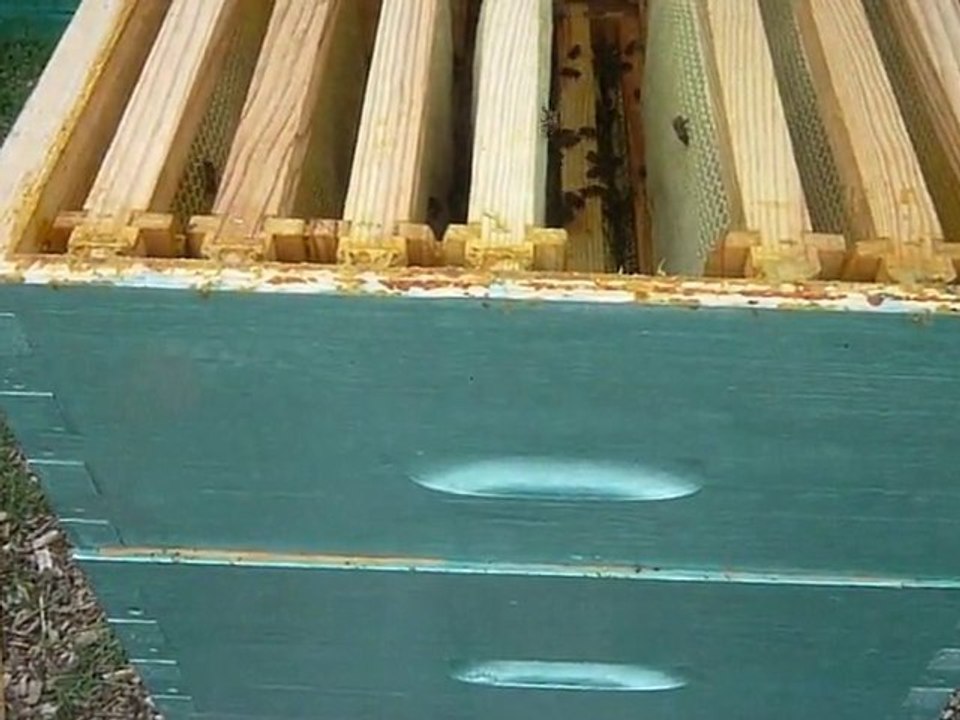 4/4 suivi bati Hausse de Miel !!! Balma 19/08/2010