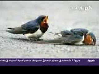 العصفور الدي ابكى الملايين