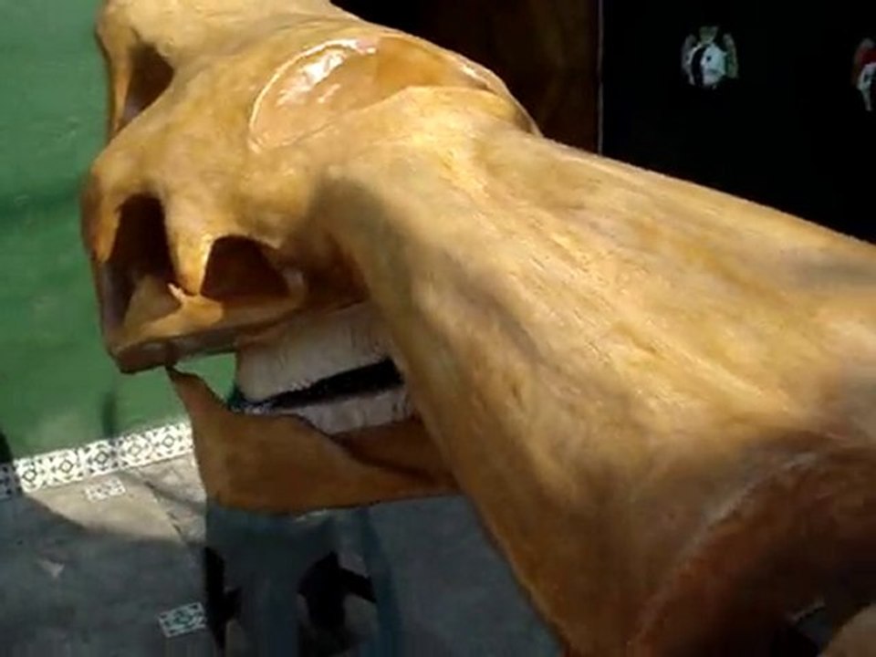 El Emperador. Craneo de mamut.