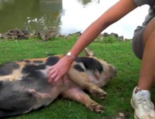 Au paradis des animaux