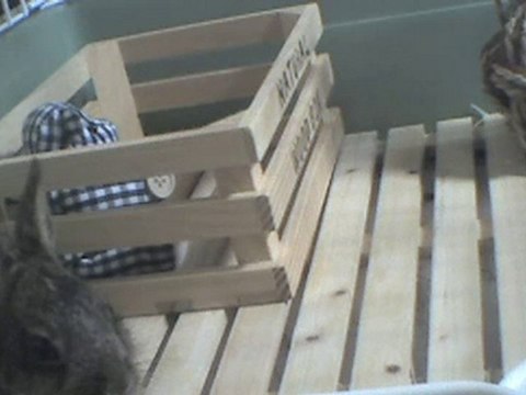 うさぎ 20100807 204127