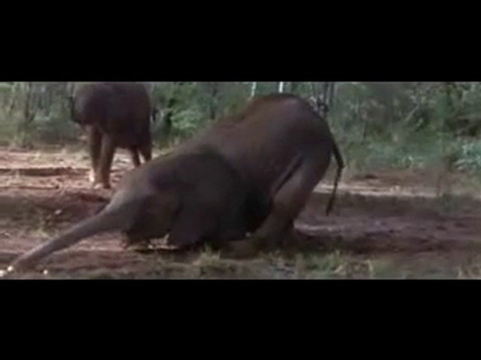 Quand les animaux se saoulent