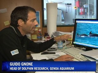 Tracking dolphins in the Gulf of Genoa: a researcher's joy