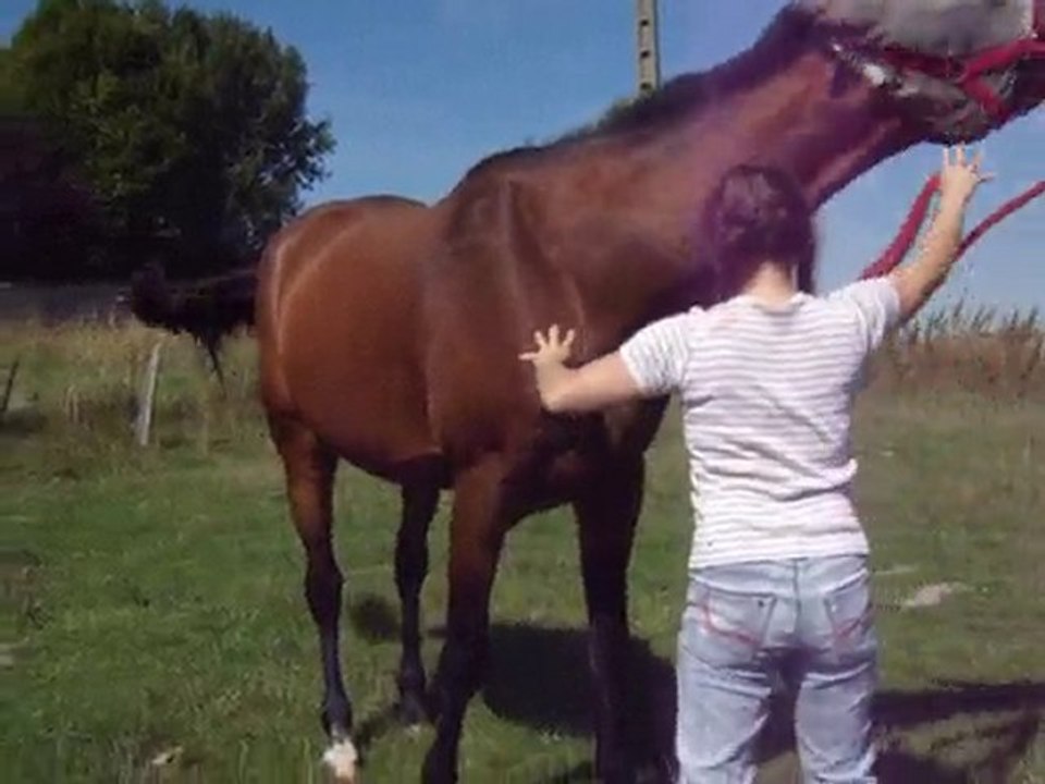 Ténor petit travail en longe