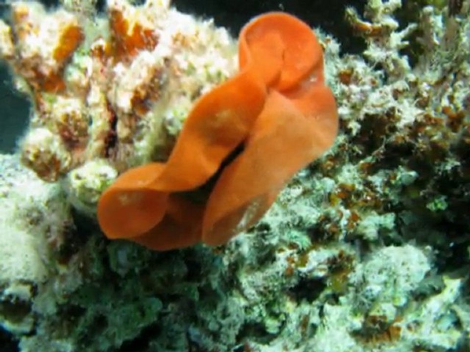 Dahab_1604008