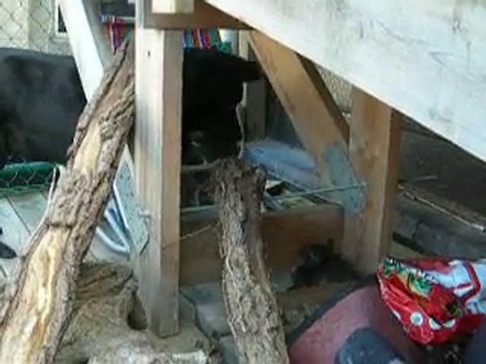 20 août 2010 molly et titite terrasse nikon 086