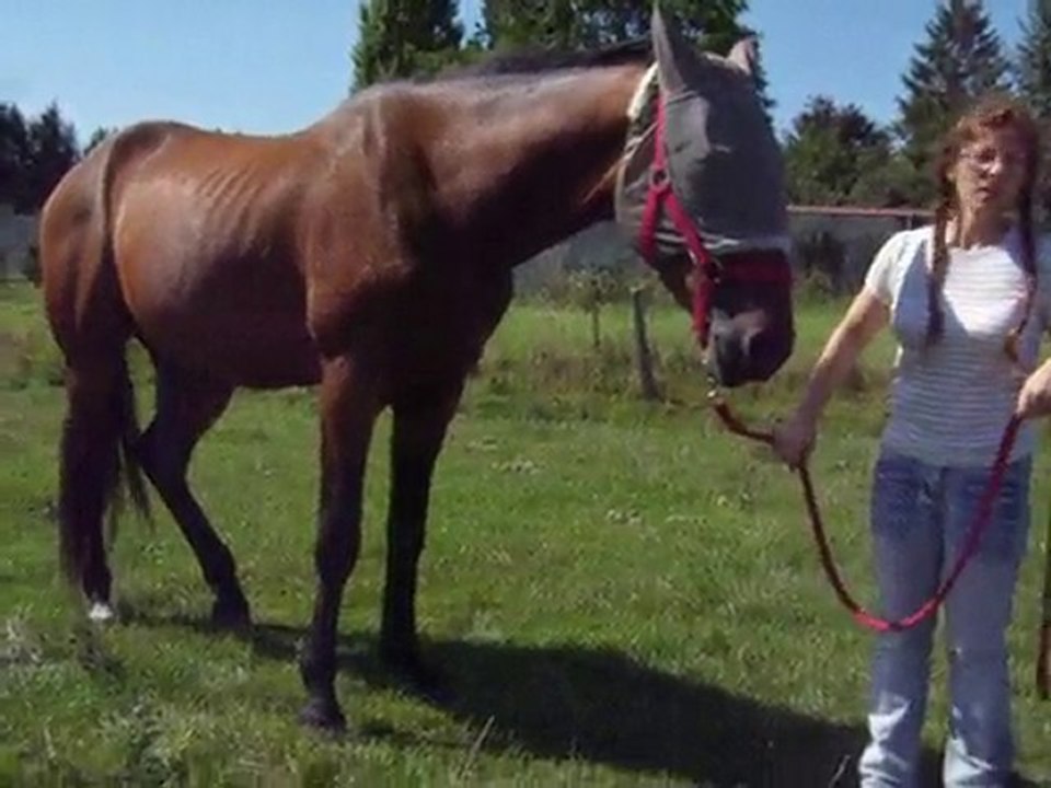 Ténor petit travail en longe 2