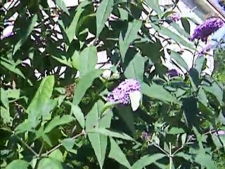 l'arbre à papillons