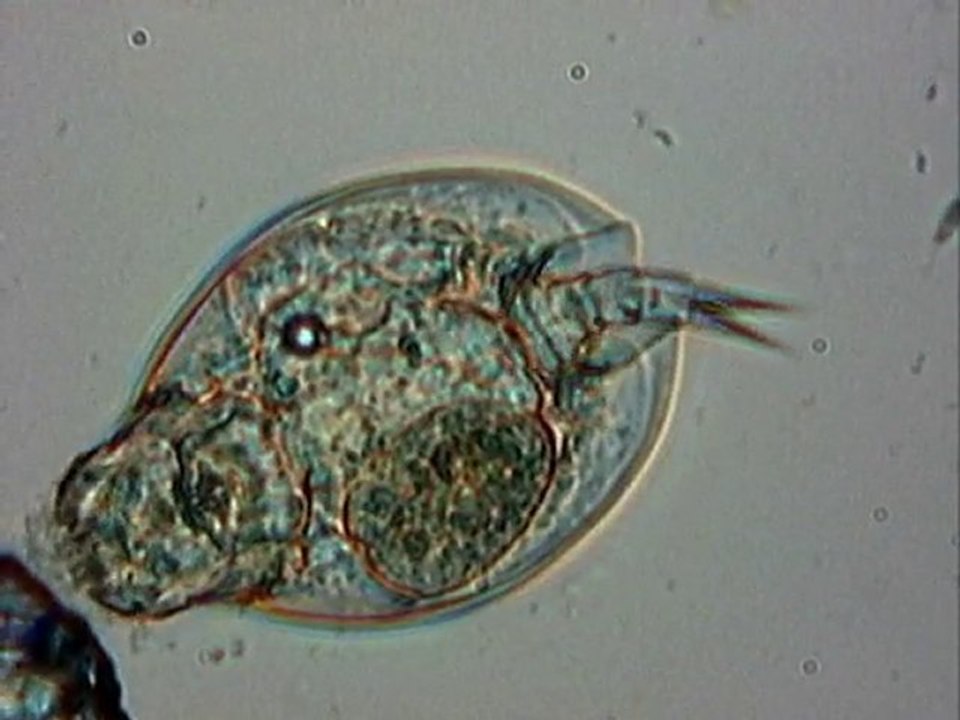 lepadella, un rotifère