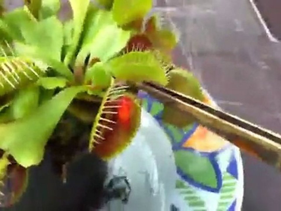plante carnivore