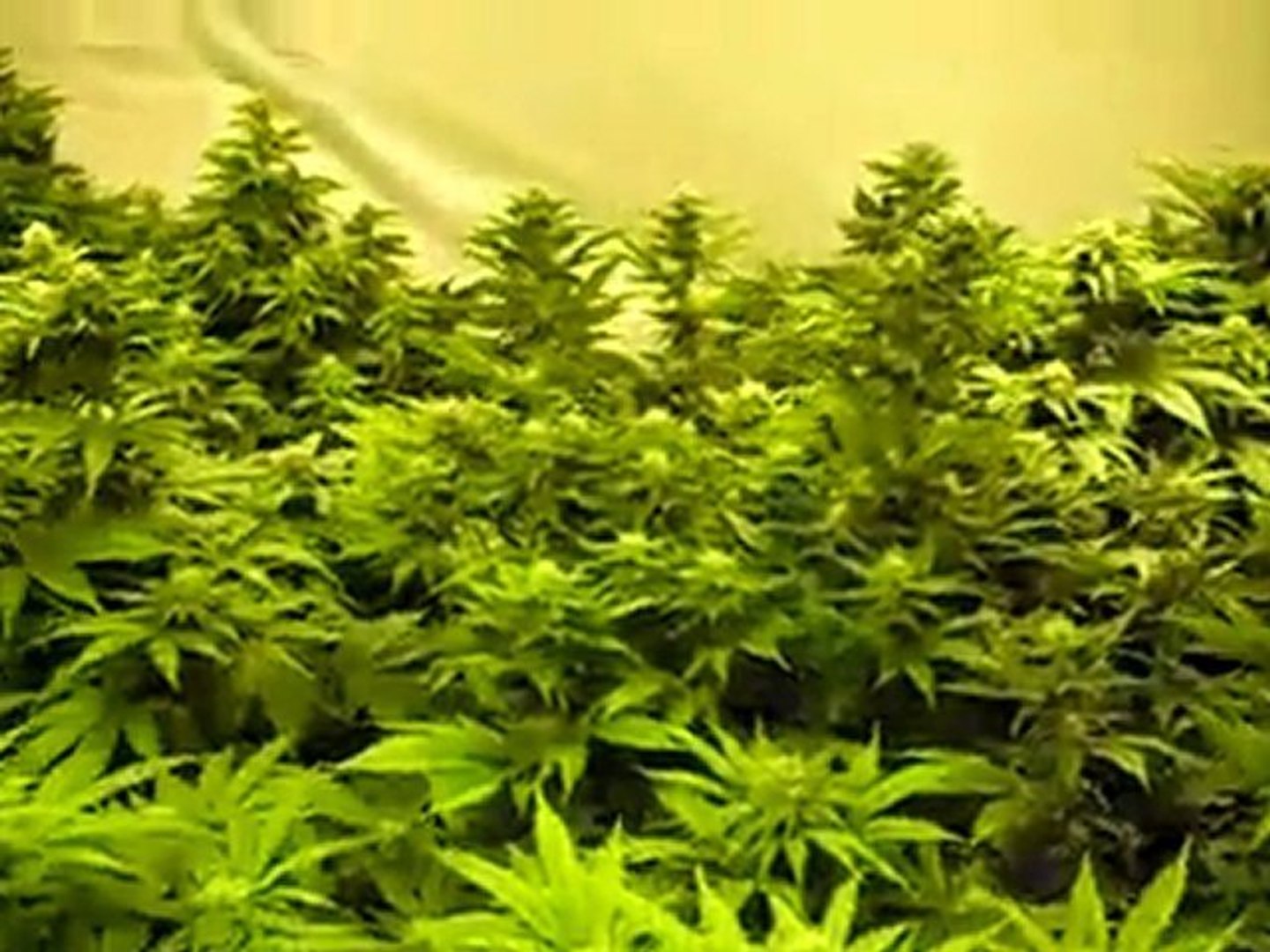 ⁣Marijuana Cultivation 3