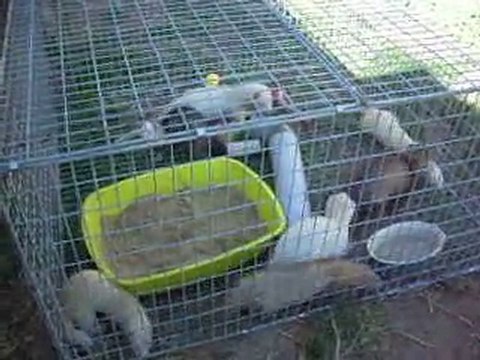 mes furets dans leur parc de jeux exterieur