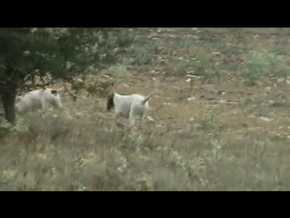 Fara et Futée à 3 mois et demi