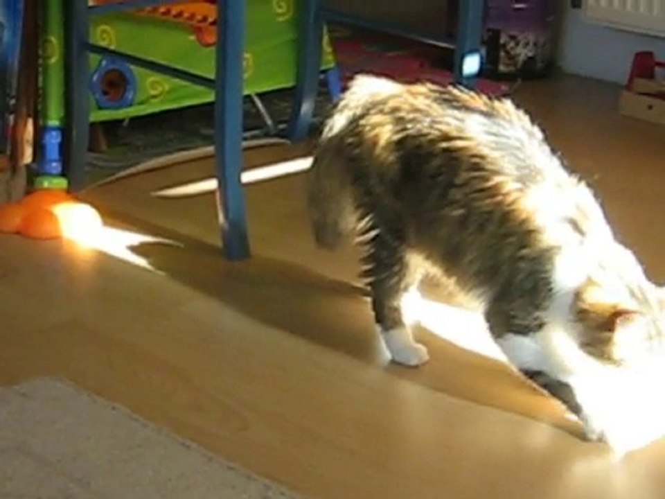 Shiloh essaie d'attraper le soleil