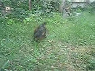 Emeraud "Speedy Gonzalès"!!