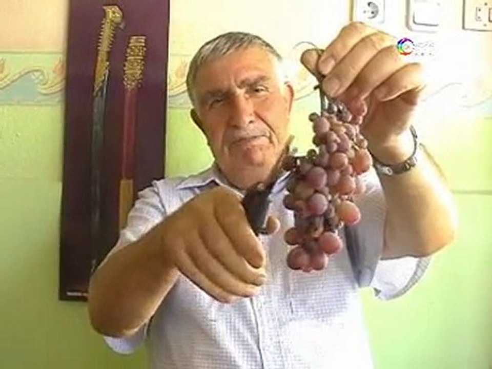 tosun üzüm kesme makası