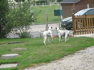 Apache et Scarlett amoureux