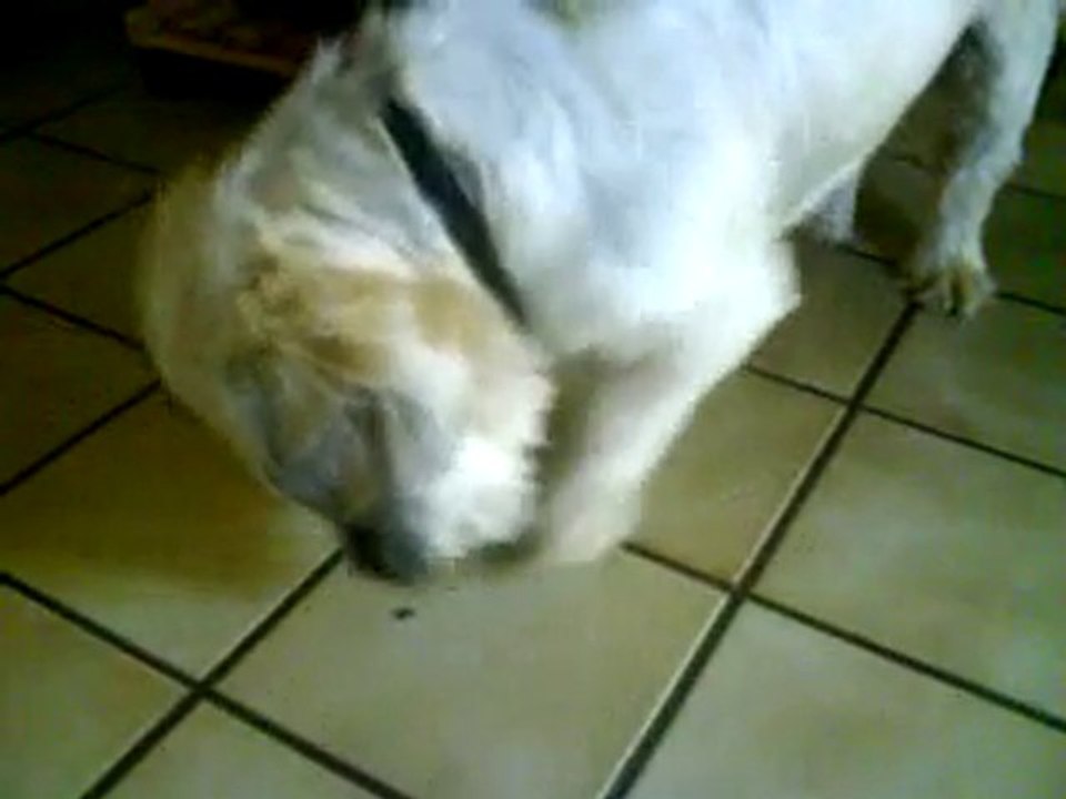 boubou tueur de mouche!!!