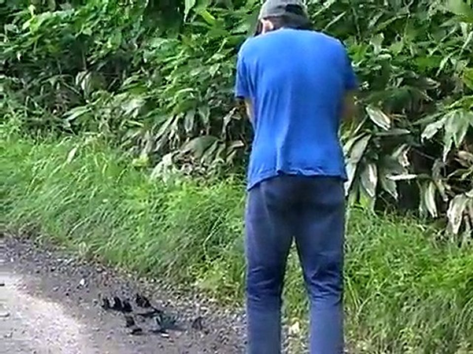 カラスアゲハを狙います