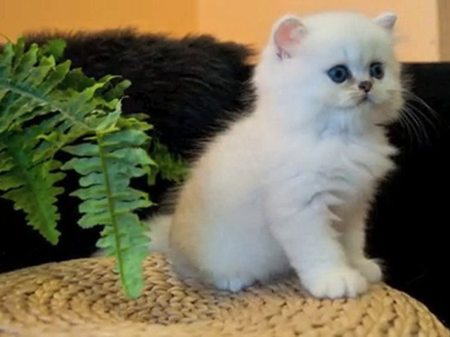 Fharaon Chaton Persan Chinchilla Male Disponible Video Dailymotion