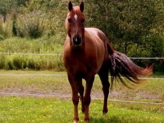 Mon cheval Napoléon !!