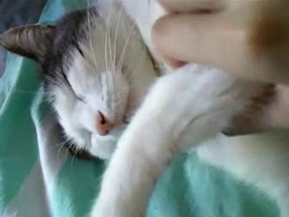 my sleeping cat