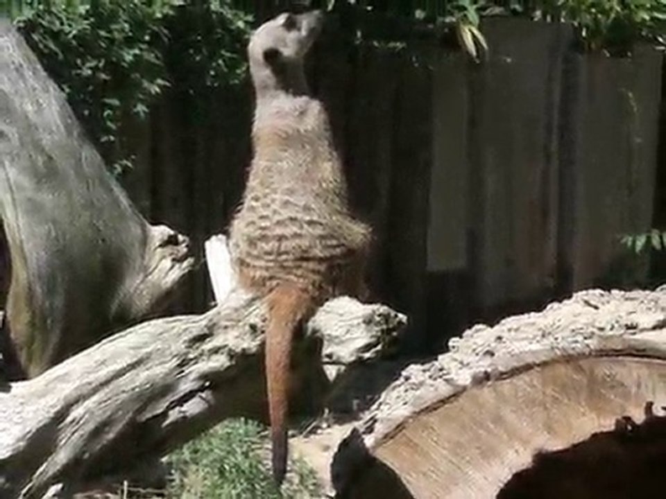 Suricates