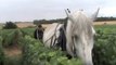 Des chevaux dans les vignes De Sousa