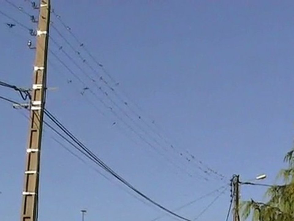 Hirondelles