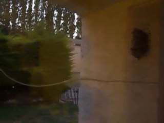 destruction de nid de guepe