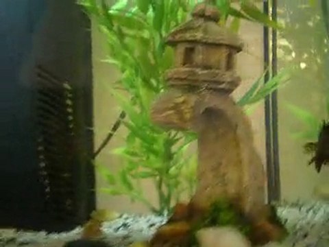 1er jour et 1er aquarium