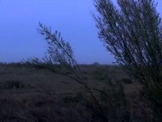 Deer Hunters rattle in two bucks early morning