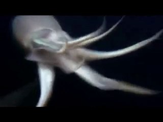 03-mürşidin önemi ve özellikleri