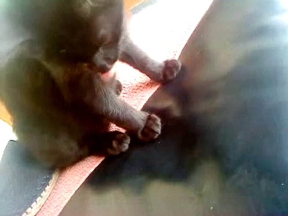 le chat qui mange la mouche