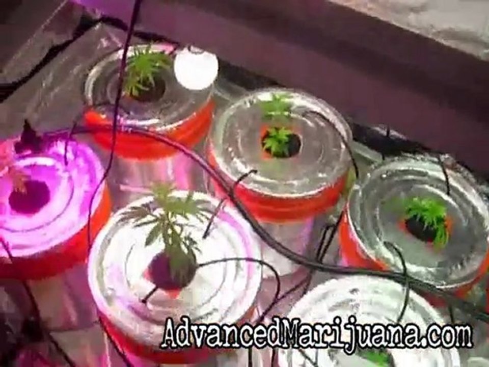 7 Days RDWC 6 Marijuana Strains Chem 4, 707 Headband