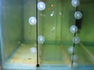 Medusa Guppy Genç Erkeklerim (Murat Urkmez)