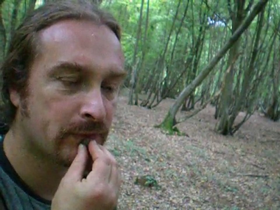Sifflet avec nucule de gland