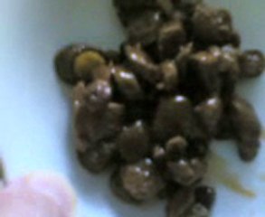 Kedi Zarifenin Mama İstemesi Böyle-kedılıev