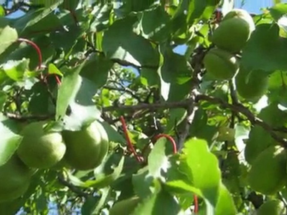 KARADAG (KAZANKAYA), VENK (VANK) VE PINARÖNÜ ERZiNCAN