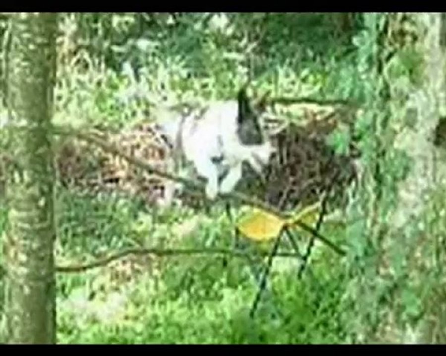 montage kitty 002