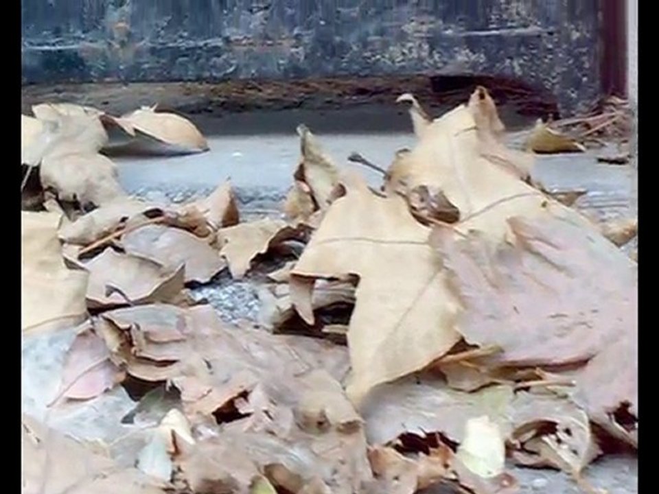 ANDREA SPEZIALI ''Una Stagione del Liberty a Riccione''