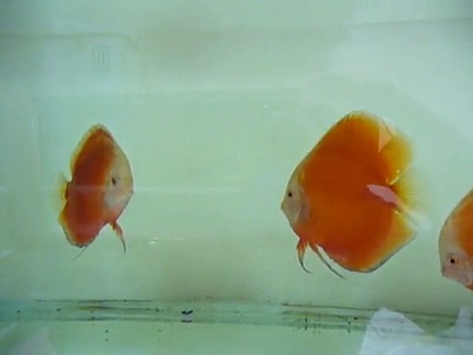 discus savaşı