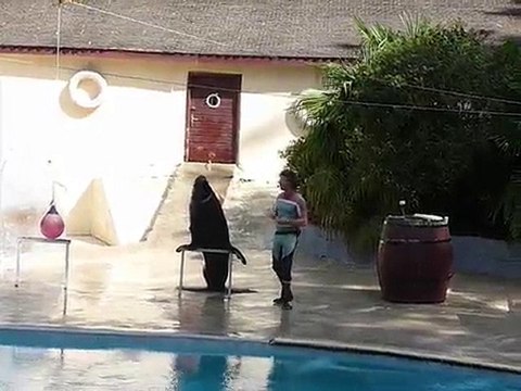 Spectacle d'otaries au zoo de pont scorff du 19/08/2010