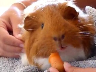 Globule : la vie est dure à la maison lol